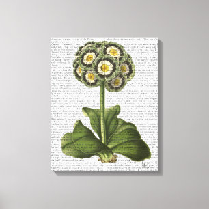 Impressão Em Tela Primula Auricula Azul