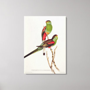 Impressão Em Tela Psephotus Pulcherrimus