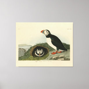 Impressão Em Tela Puffin Atlântico das Aves da América de Audubon