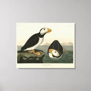 Impressão Em Tela Puffin - Aves da América de Audubon