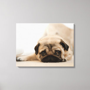 Impressão Em Tela Pug da fêmea de Tan