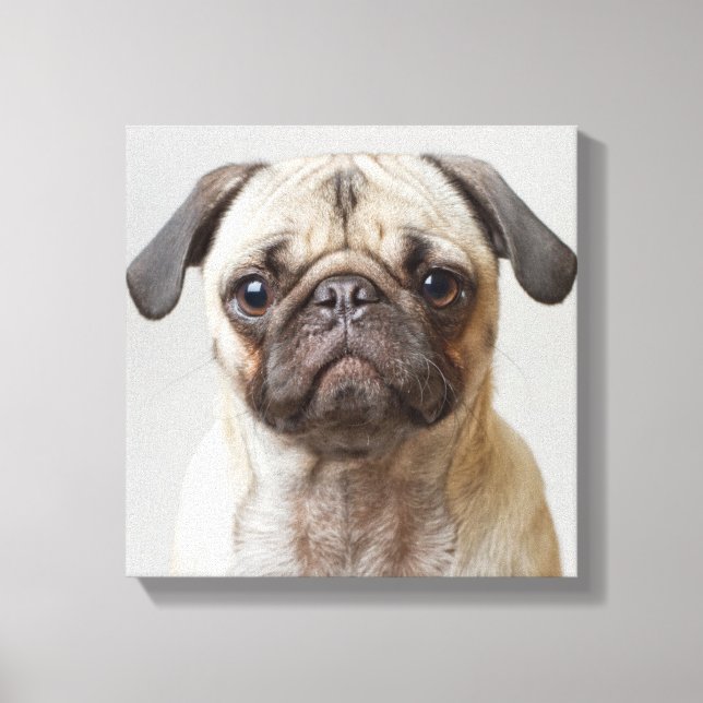 Impressão Em Tela Pug Portrait (Frente)