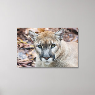 Impressão Em Tela Puma, leão-da-montanha, pantera-da-flórida, Puma