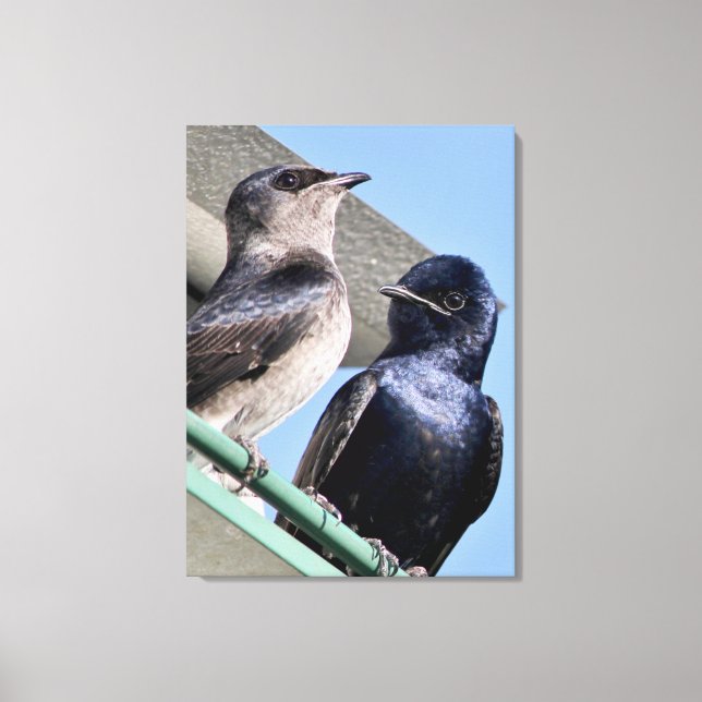 Impressão Em Tela Purple Martin Mates (Frente)