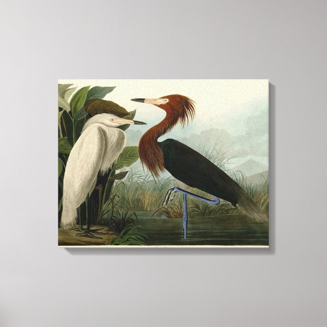 Impressão Em Tela Púrpura Heron Audubon Bird Willife Painting (Frente)