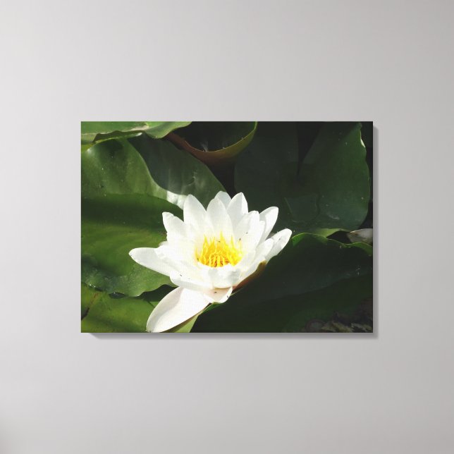 Impressão Em Tela Puxa Água Lilly, Lotus Photoics Wall Art (Frente)
