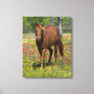 Impressão Em Tela Quarto Cavalo no Campo de Flores Selvagens
