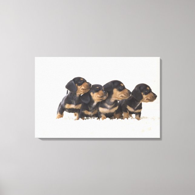Impressão Em Tela Quatro Mini Dachshund (Frente)