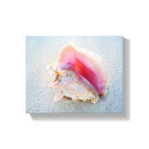 Queen Conch Shell na praia de Bahamas