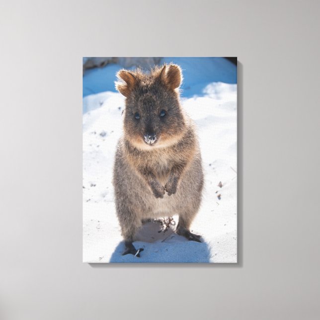 Impressão Em Tela Quokka, Rottnest Island, Austrália (Frente)
