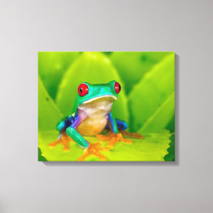 Impressão Em Tela Rã de olhos vermelhos, Costa Rica