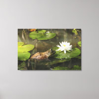 Rã-grande em Lily Pond