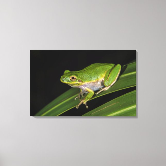 Impressão Em Tela Rã-verde (Hyla cinerea) 2 (Frente)