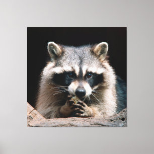 Impressão Em Tela Raccoon 004
