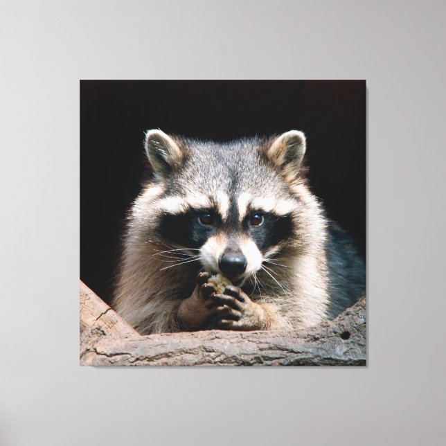 Impressão Em Tela Raccoon 004 (Frente)
