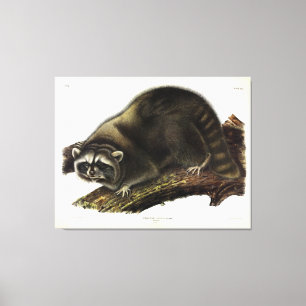 Impressão Em Tela Raccoon (Procyon Lotor) por Audubon