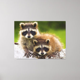 Impressão Em Tela Racoons