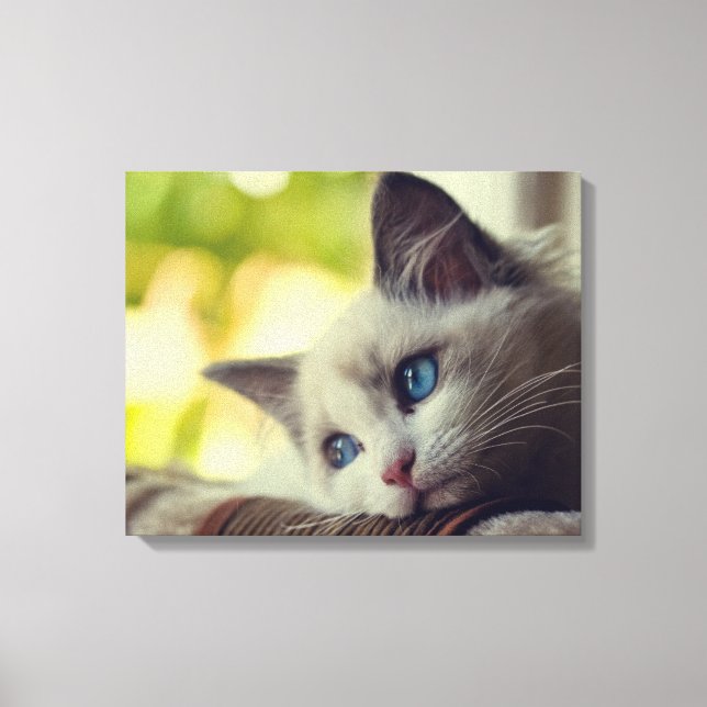 Impressão Em Tela Ragdoll Kitten (Frente)