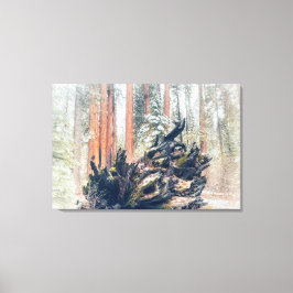 Impressão Em Tela Raiz de Sequoia Gigante na Floresta