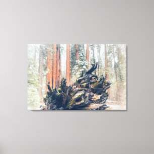 Impressão Em Tela Raiz de Sequoia Gigante na Floresta