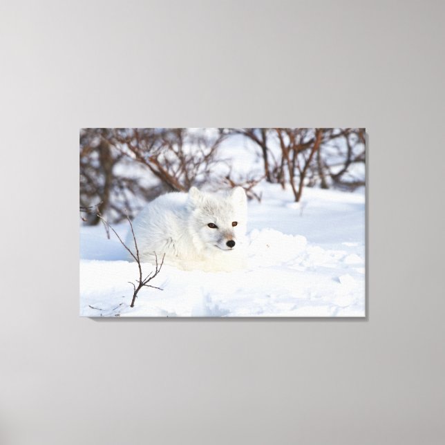 Impressão Em Tela Raposa Árctica no inverno (Frente)