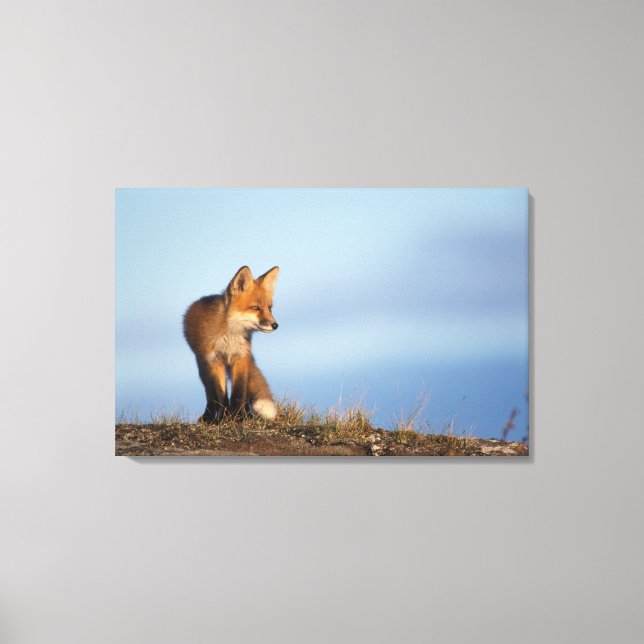 Impressão Em Tela raposa-vermelha, Vulpes vulpes (Frente)
