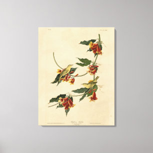 Impressão Em Tela Rathbone (Amarelo) Warbler - Aves de Audubon da Am