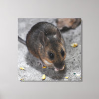 Rato de madeira