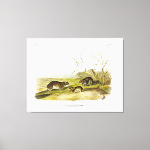 Impressão Em Tela Rato de Meadow-Mouse de bochecha amarela, Taiga Vo