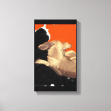 Reclinando o Janto de Chihuahua idoso