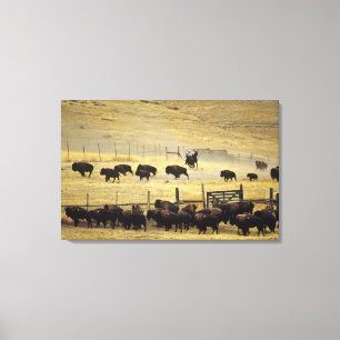 Impressão Em Tela Recolha do National Bison Range em Montana