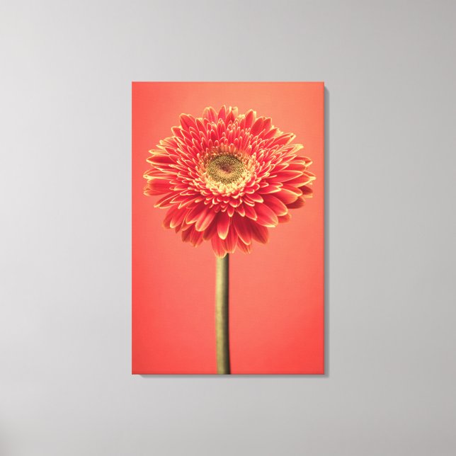 Impressão Em Tela Red Barberton Gerbera Daisy Flower (Frente)