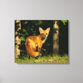 Impressão Em Tela Red Fox Beauty
