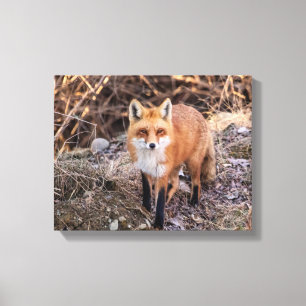 Impressão Em Tela Red Fox perto e pessoal