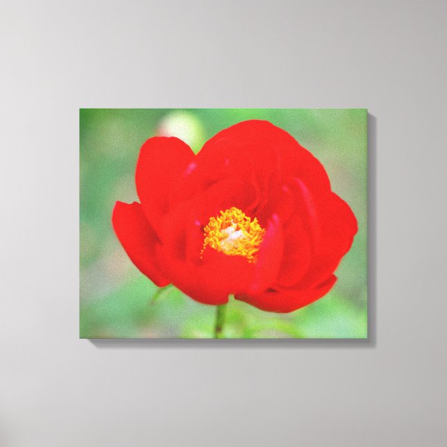 Impressão Em Tela Red Peony Flower (Frente)