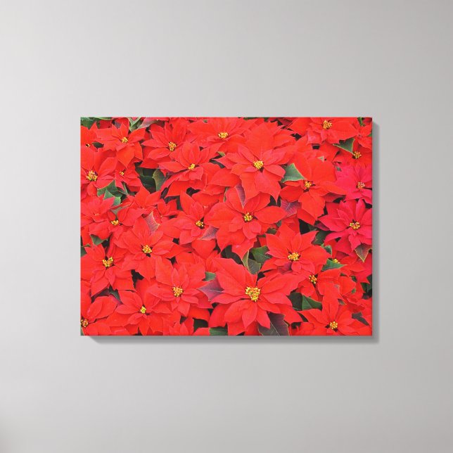 Impressão Em Tela Red Poinsettias I Festa Floral de Natal (Frente)
