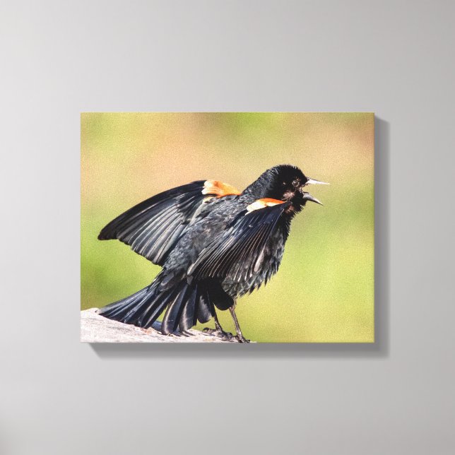 Impressão Em Tela Red Winged Blackbird Singing (Frente)