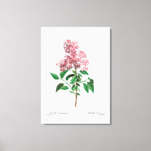 IMPRESSÃO EM TELA REDOUTÉ VINTAGE BOTÂNICA "CHINÊS LILAC"