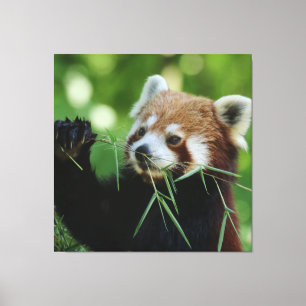 Impressão Em Tela RedPanda 002