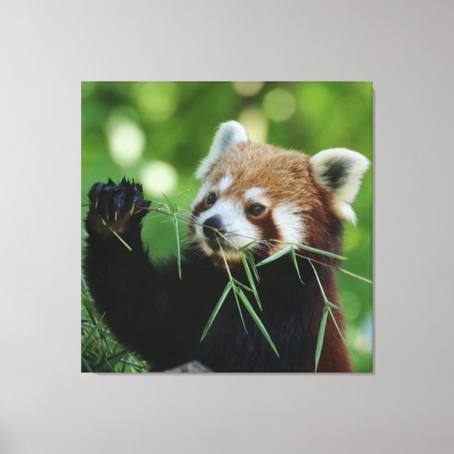 Impressão Em Tela RedPanda 002 (Frente)