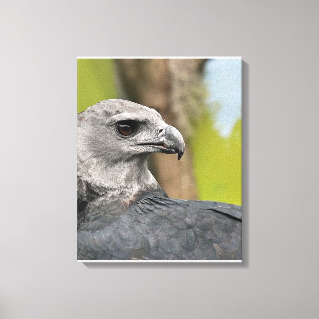 Impressão Em Tela Regal Harpy Eagle (Frente)