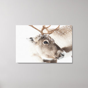 Impressão Em Tela Reindeer Nature Photo