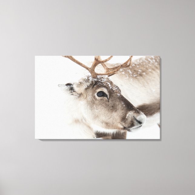 Impressão Em Tela Reindeer Nature Photo (Frente)