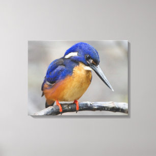 Impressão Em Tela Reino Cortado e Colorido ou Ave de Alcedinidae