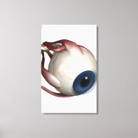 Renderização realista dos músculos dos olhos