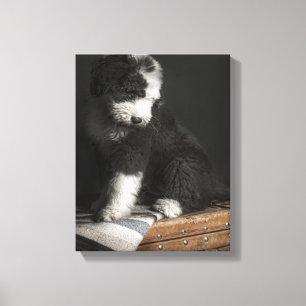 Impressão Em Tela Retrato Bobtail do filhote de cachorro no estúdio