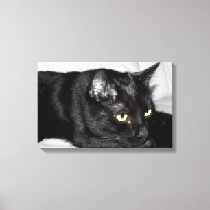 Impressão Em Tela Retrato bonito do gato preto