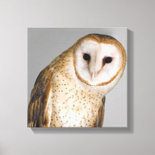 Impressão Em Tela Retrato da coruja de celeiro (Tyto alba).
