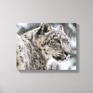 Impressão Em Tela Retrato da neve do leopardo de neve