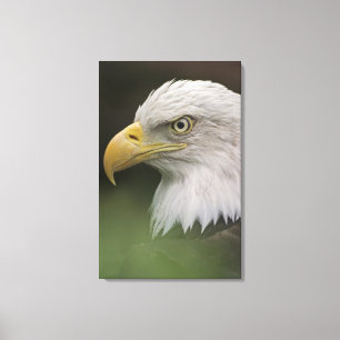 Impressão Em Tela Retrato de Águia Americana Adulta, Haliaeetus